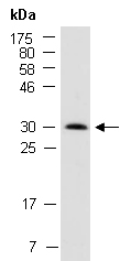 SYPL1 Antibody Western (Abiocode)