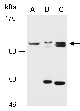 RET Antibody Western (Abiocode)