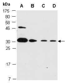 SNAI2 Antibody Western (Abiocode)