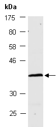 PTF1A Antibody Western (Abiocode)
