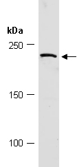DOT1L Antibody Western (Abiocode)