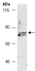 PJA1 Antibody Western (Abiocode)