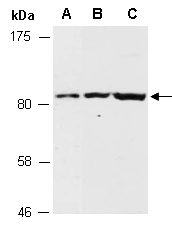 MED16 Antibody Western (Abiocode)