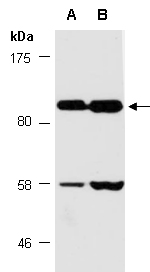 ELMO3 Antibody Western (Abiocode)