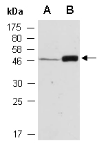 ASCL2 Antibody Western (Abiocode)