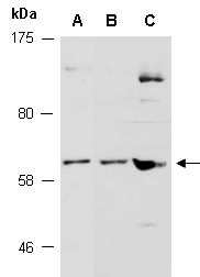 FRS2 Antibody Western (Abiocode)