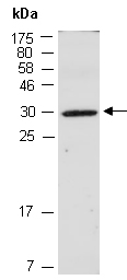HMX2 Antibody Western (Abiocode)