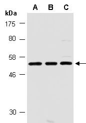 YY1 Antibody Western (Abiocode)