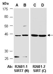 SIRT7 Antibody Western (Abiocode)