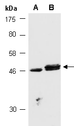 TFAP2A Antibody Western (Abiocode)