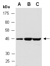 RNF1 Antibody Western (Abiocode)