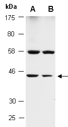 LHX4 Antibody Western (Abiocode)