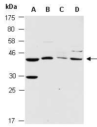 SIRT4 Antibody Western (Abiocode)