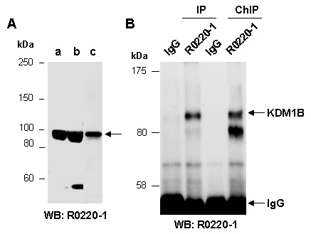 KDM1B Western IP ChIP Antibody (Abiocode)