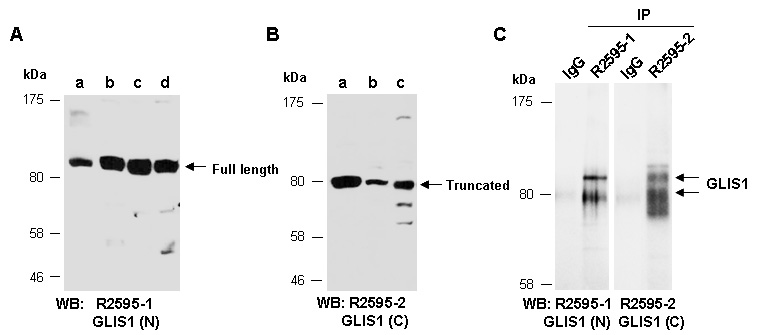 GLIS1 Western IP Antibody (Abiocode)