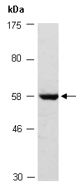 GATA4 Antibody Western (Abiocode)