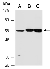 ZBTB6 Antibody Western (Abiocode)
