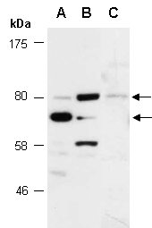 SEMA3F Antibody Western (Abiocode)