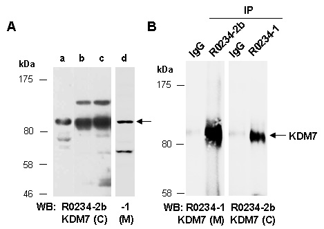 KDM7 Western IP Antibody (Abiocode)