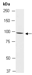 CD22 Antibody Western (Abiocode)