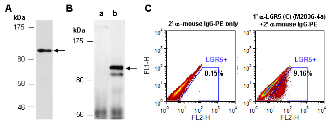 LGR% Western IP Flow Cytometry Antibody (Abiocode)