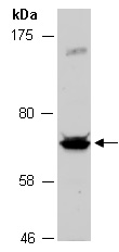 CRTC1 Antibody Western (Abiocode)