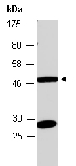 GBX2 Antibody Western (Abiocode)