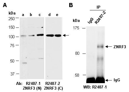 ZNRF3 Western Antibody IP (Abiocode)