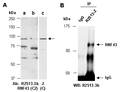 RNF43 Western IP Antibody (abiocode)