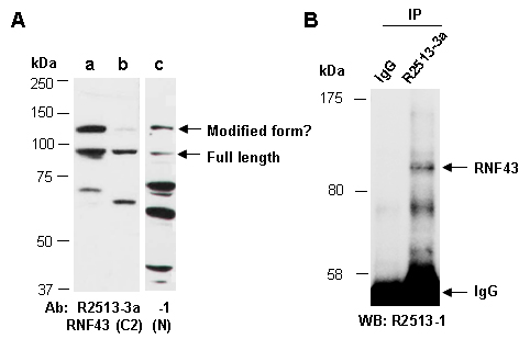 RNF43 Western IP Antibody (Abiocode)