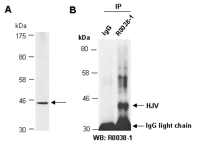 HJV Western IP Antibody (Abiocode)