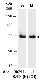 IKZF3 Antibody Western (Abiocode)