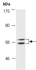 PAX7 Antibody Western (Abiocode)
