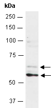 CLK1 Antibody Western (Abiocode)