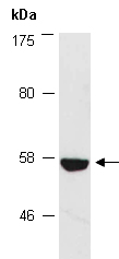 PLD4 Antibody Western (Abiocode)