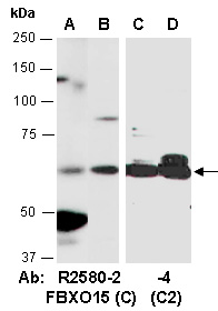 FBXO15 Antibody Western (Abiocode)