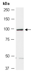 ANAPC4 Antibody Western (Abiocode)