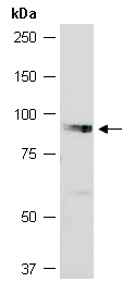 SH3RF1 Antibody Western (Abiocode)