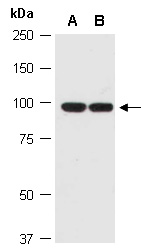 PPARGC1A Antibody Western (Abiocode)