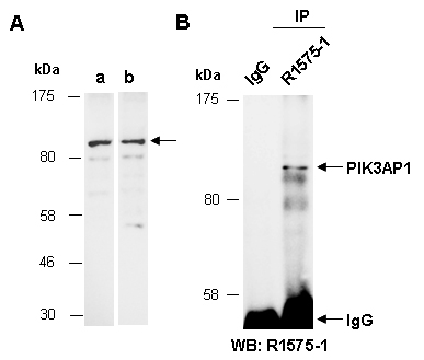 PIK3AP1 Western IP Antibody (Abiocode)