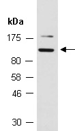 GRIN1 Antibody Western (Abiocode)