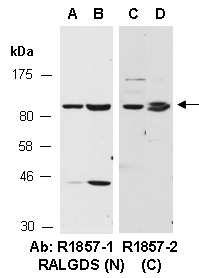 RALGDS Antibody Western (Abiocode)