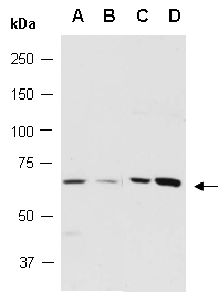 TCF7L1 Antibody Western (Abiocode)