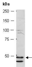 NR1I2 Antibody Western (Abiocode)
