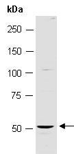 DUSP10 Antibody Western (Abiocode)