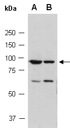RXF3 Antibody Western (Abiocode)