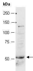 TFAP2B Antibody Western (Abiocode)