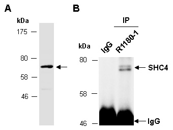 SHC4 Western IP Antibody (Abiocode)