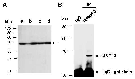 ASCL3 Western IP Antibody (Abiocode)