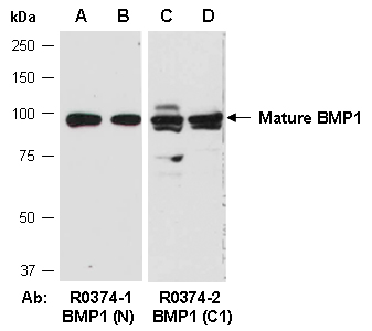 BMP1 Antibody Western (Abiocode)